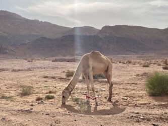 Jordan, Kings Highway - On the road