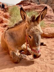 Jordan, Petra - Locals