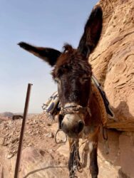 Jordan, Petra - Locals