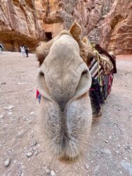 Jordan, Petra - Locals