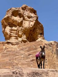 Jordan, Petra - Locals