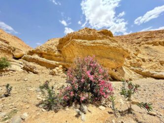 Jordan, Wadi Ghuweir - Hiking the Wadi Ghuweir Trail
