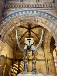 UK, London - National History Museum