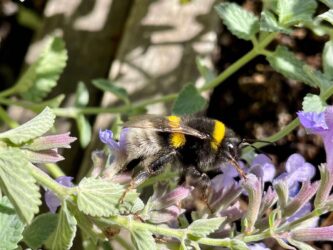 Estonia, Tallinn - Bumble bee