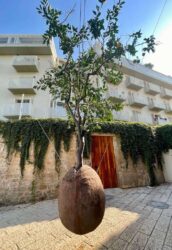 Israel, Tel Aviv - Old Jaffa, Suspended Orange Tree
