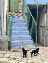Israel, Tzfat - The blue city of Kabbalah
