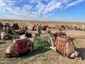 Egypt, Giza - Camels