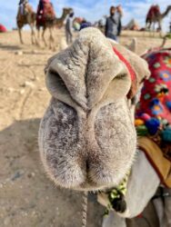 Egypt, Giza - Camels