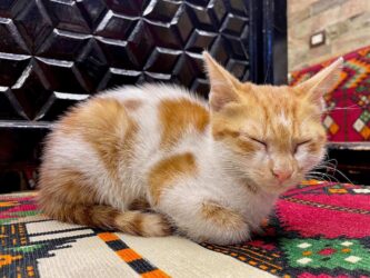 Egypt, Cairo - Cat