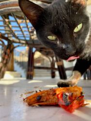 Egypt, Aswan - Local cat