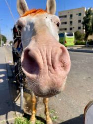 Egypt, Aswan - Horse carriage
