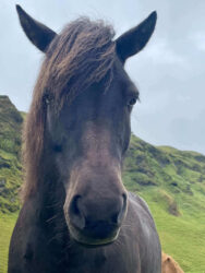 Iceland, Vik - The Icelandic horse
