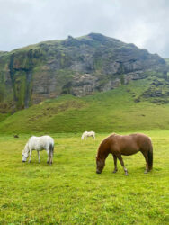 Iceland, Vik - The Icelandic horse