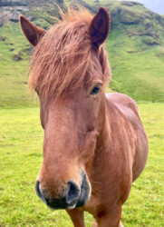 Iceland, Vik - The Icelandic horse