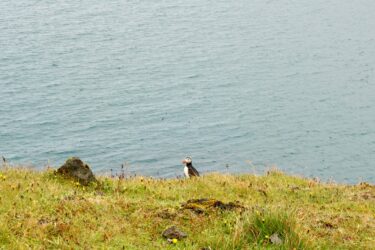 Iceland, Vestmannaeyjar - Puffins