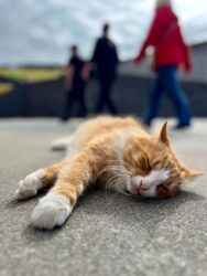 Iceland, Vestmannaeyjar - Cat at th eEldheimar Museum