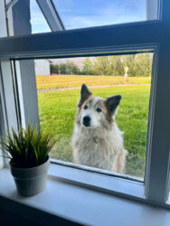 Iceland, Höfn - Pluto, the dog