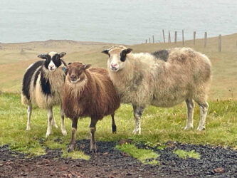 Iceland, Vestmannaeyjar - Sheep