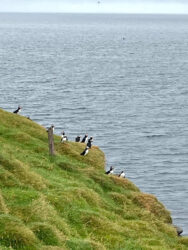 Iceland, Vestmannaeyjar - Puffins