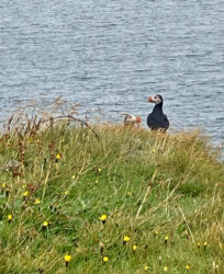 Iceland, Vestmannaeyjar - Puffins