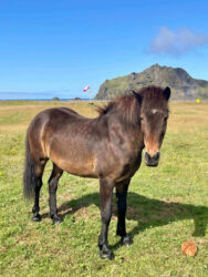 Iceland, Vestmannaeyjar - The Icelandic horse