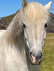Iceland, Vestmannaeyjar - The Icelandic horse