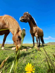 Iceland, Vestmannaeyjar - The Icelandic horses