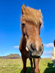 Iceland, Vestmannaeyjar - The Icelandic horse