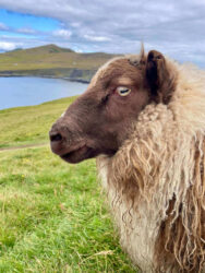 Iceland, Vestmannaeyjar - Sheep