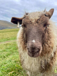 Iceland, Vestmannaeyjar - Sheep