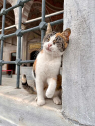 Turkey, Istanbul - Cat