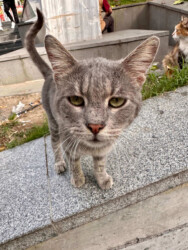 Turkey, Istanbul - Cat