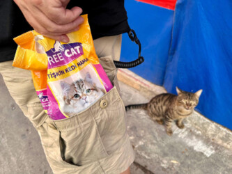 Turkey, Istanbul - Cat