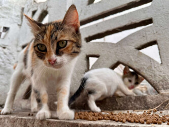Turkey, Istanbul - Cats