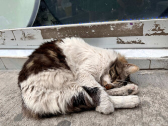 Turkey, Istanbul - Cat