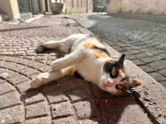 Turkey, Istanbul - Cat