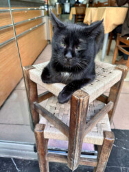 Turkey, Istanbul - Cat