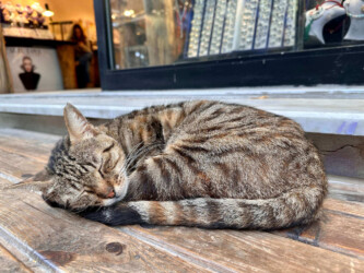Turkey, Istanbul - Cat