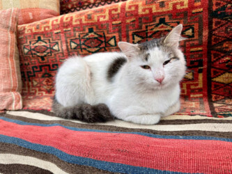 Turkey, Istanbul - Cats of Istanbul