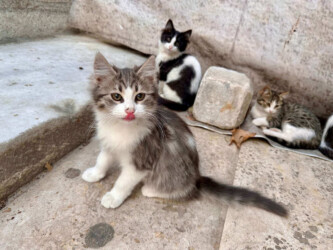 Turkey, Istanbul - Cats of Istanbul