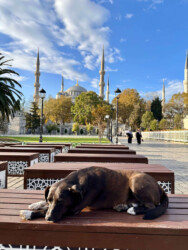 Turkey, Istanbul - The Blue Mosque (the Sultan Ahmed Mosque)