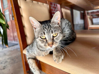 Turkey, Istanbul - Cat