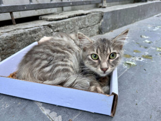 Turkey, Istanbul - Cat