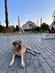 Turkey, Istanbul - Hagia Sophia