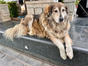 Turkey, Istanbul - Dog