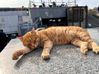 Turkey, Istanbul - Cat