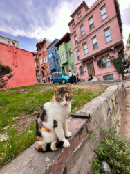Turkey, Istanbul - Coloured Houses of Balat