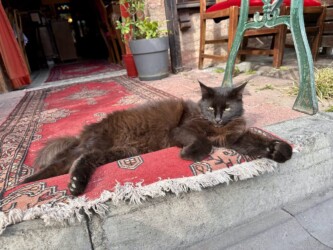 Turkey, Istanbul - Balat Cat