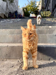 Turkey, Istanbul - Cats of Istanbul