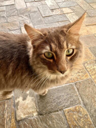Cyprus, Paphos - Cat